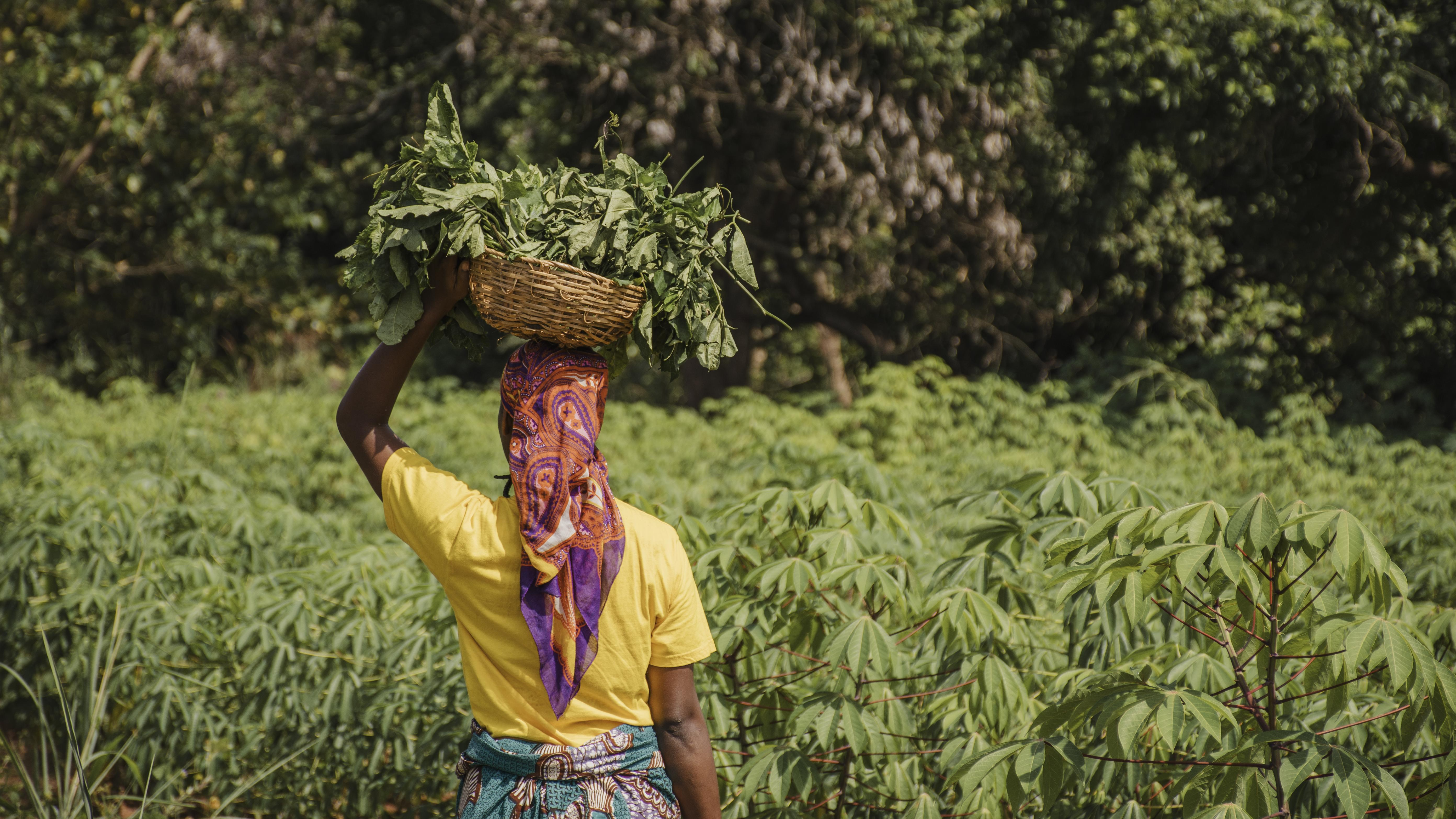 Smallholder Weather Exposure